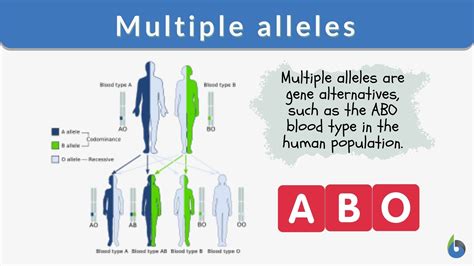 multiple alleles definition biology simple.